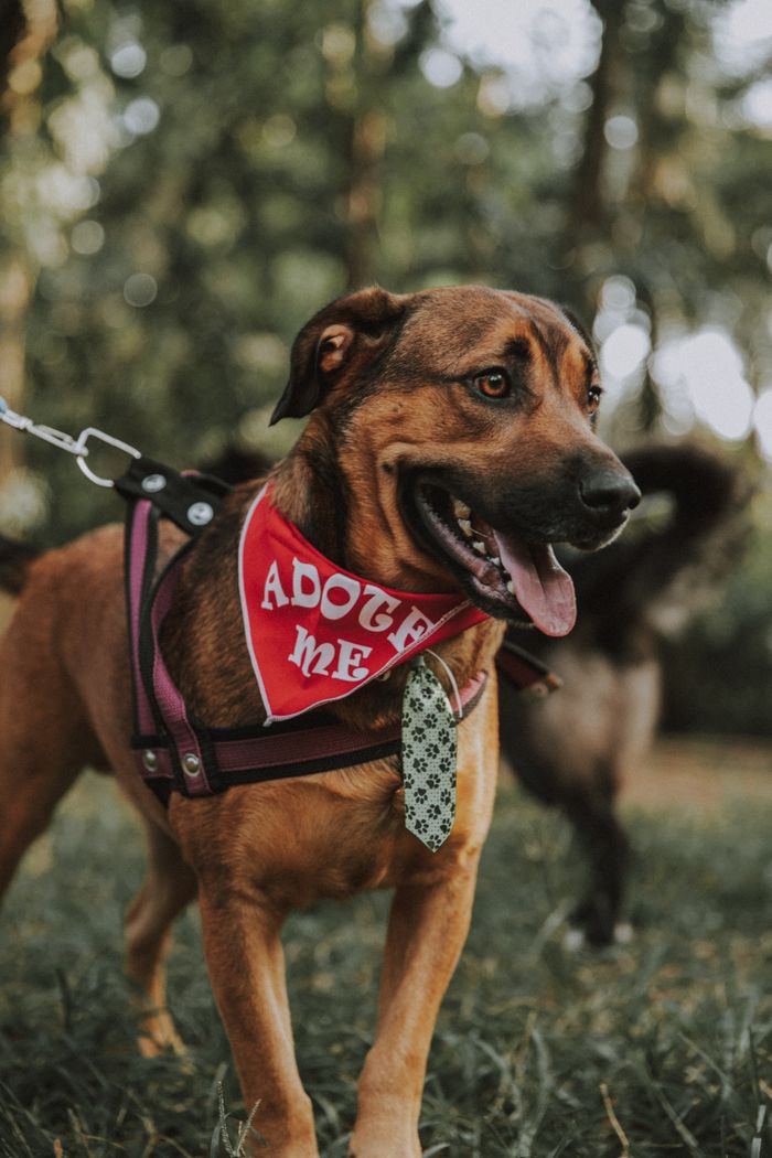 services-01 Adoptable brown dog with red bandana and a cute tie in São Paulo park