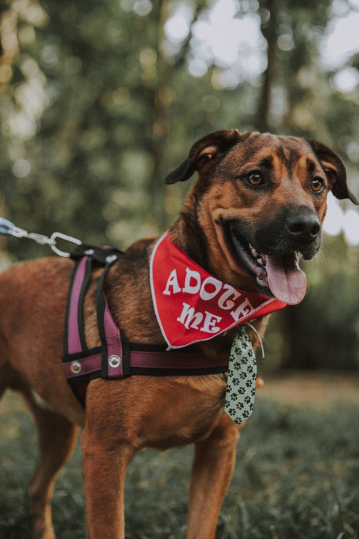 services-03 Dog in harness with 'Adopt Me' bandana at São Paulo park.