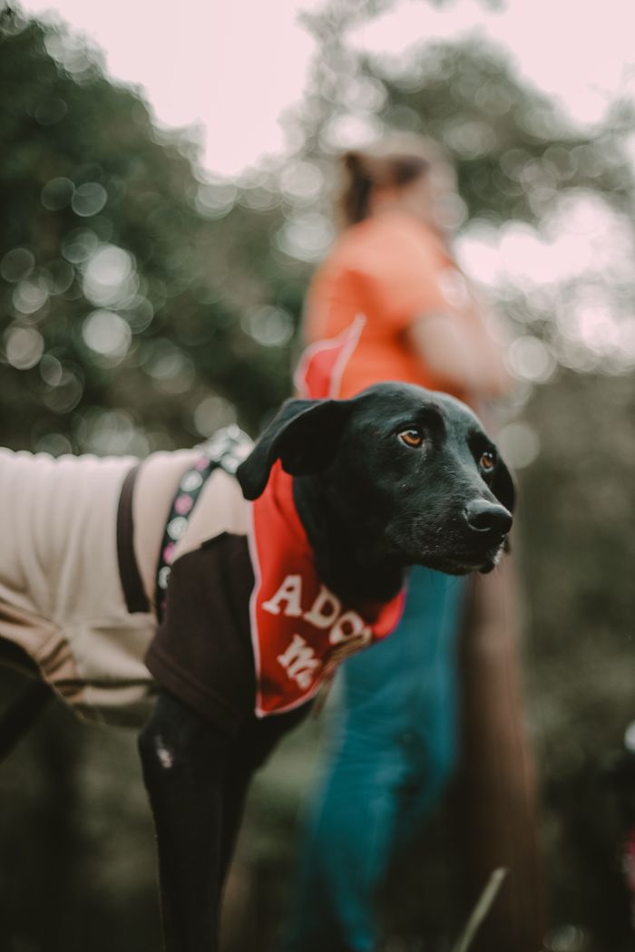 services-04 Black dog in adoptable vest outdoors at pet event in São Paulo.