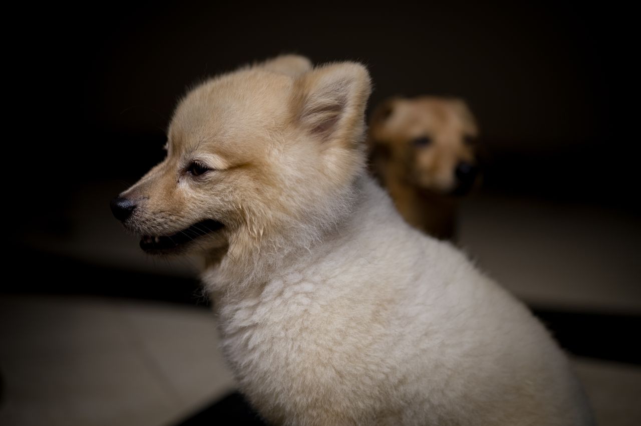 about-02 Two fluffy puppies sitting indoors, captured in soft lighting with a focus on their cute faces.