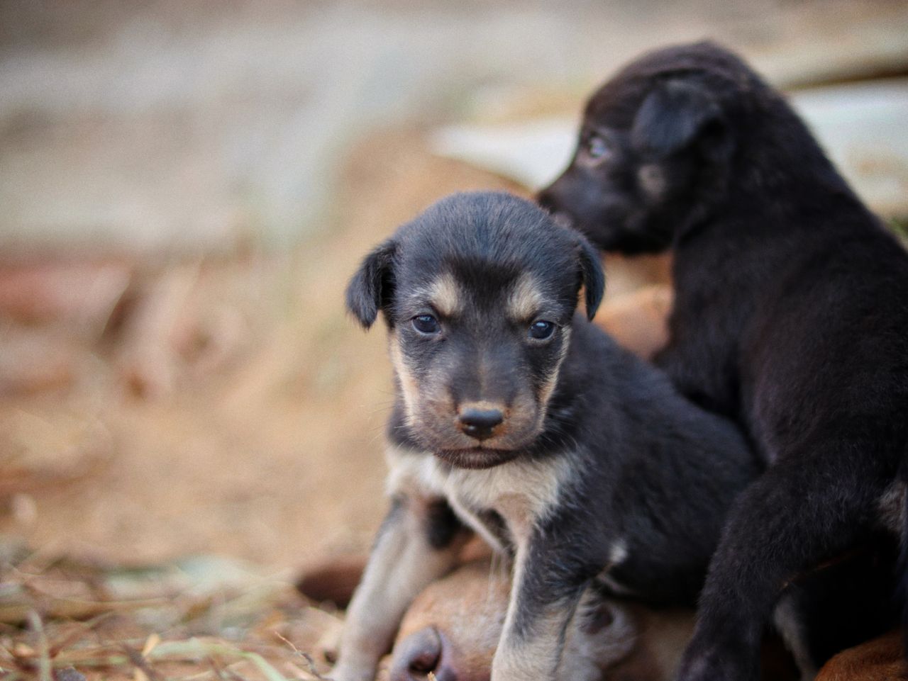 The Art of Drawing Readers In: Your attractive post title goes here Two cute mixed-breed puppies sitting together outdoors, showcasing their innocence.
