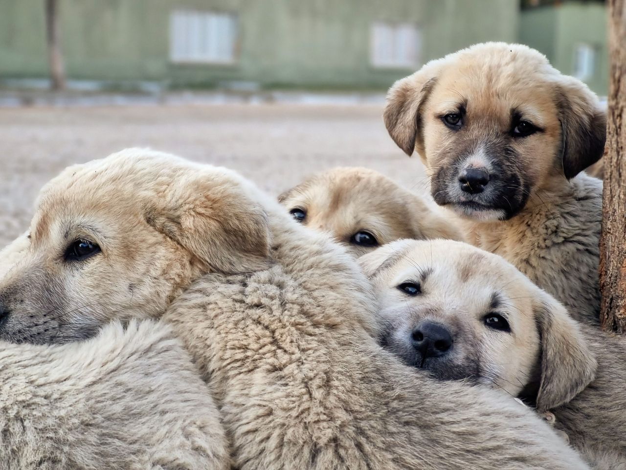 Crafting Captivating Headlines: Your awesome post title goes here Cute group of puppies cuddling outdoors, showcasing their innocence and companionship.