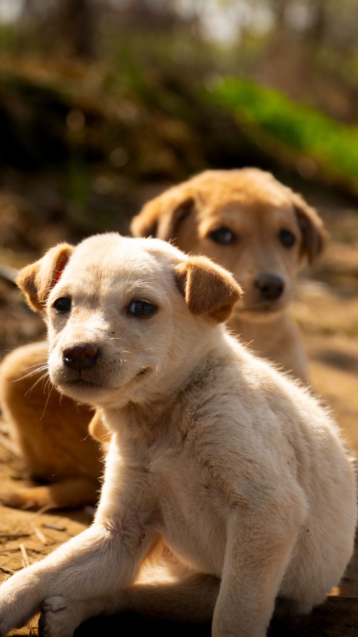 Mastering the First Impression: Your intriguing post title goes here Two cute puppies enjoying a sunny day outside, capturing the essence of companionship and innocence.