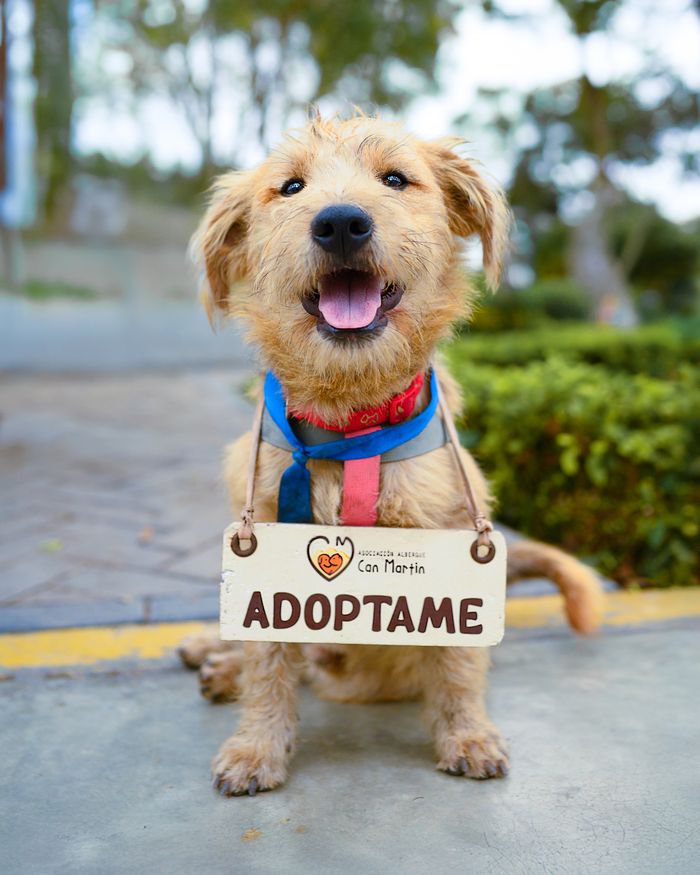hero-services Adorable dog with a sign 'Adopt Me', smiling in a park setting.