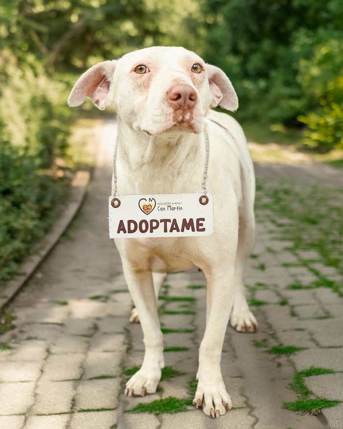 services-02 Charming white dog with adoption sign outdoors, seeking a loving home in Peru.