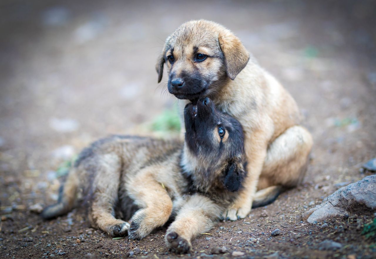 approach-img Two cute puppies playfully interacting on a dirt path outdoors.