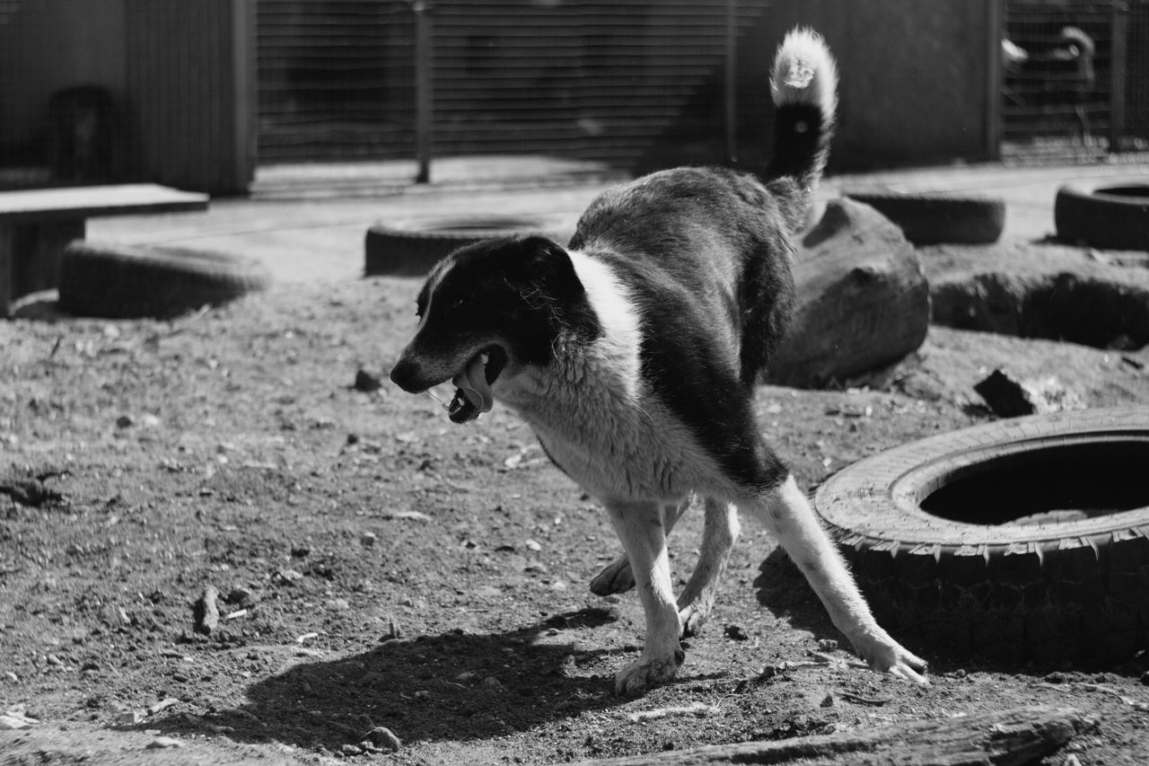 hero-about Dynamic capture of a playful dog in a black and white setting outdoors, showcasing lively canine energy.